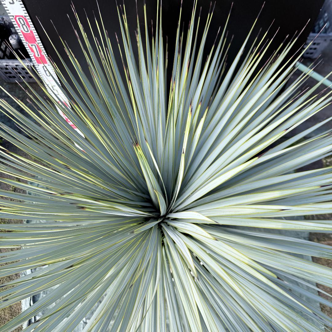 【AL F-1136】ユッカ　ロストラータ　美形　超超極太個体　シルバーブルー
