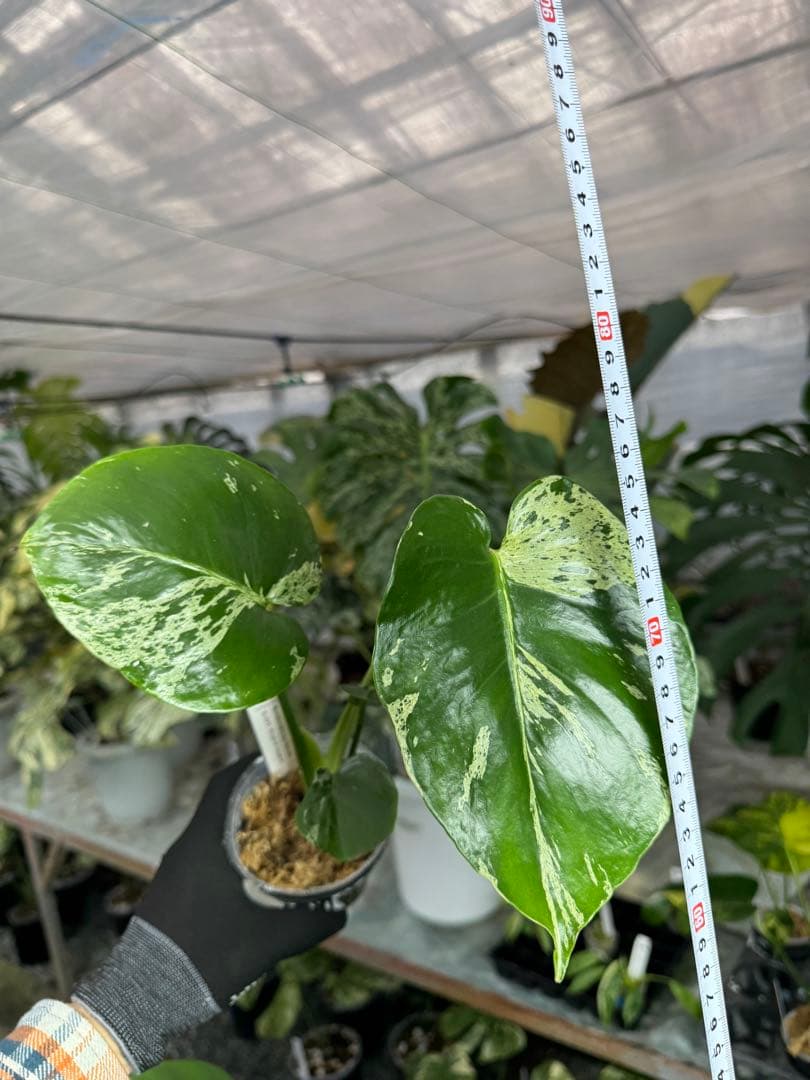 A5 モンステラ　デリシオーサ　ベトシオーサ　セレクトエディション斑入り