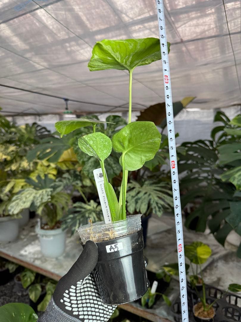 A5 モンステラ　デリシオーサ　ベトシオーサ　セレクトエディション斑入り