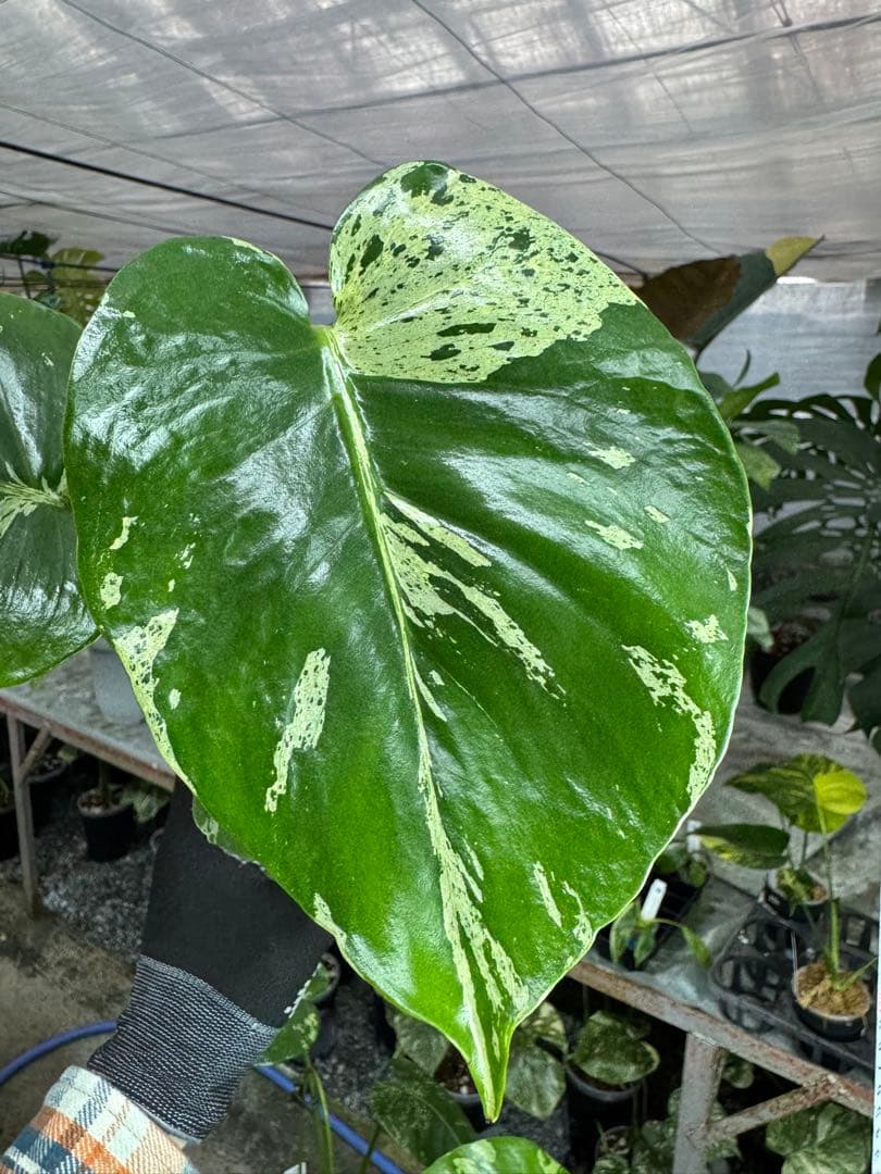 A5 モンステラ　デリシオーサ　ベトシオーサ　セレクトエディション斑入り