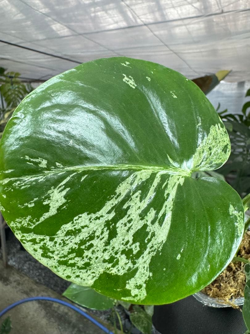A5 モンステラ　デリシオーサ　ベトシオーサ　セレクトエディション斑入り