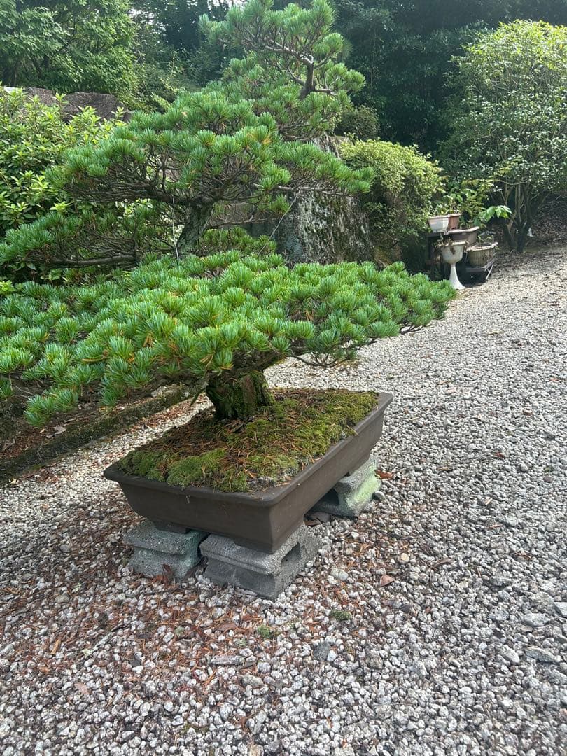 松の盆栽 大きめ 陶器製鉢