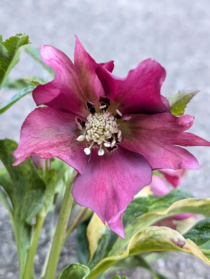 クリスマスローズ　斑入り　変わり咲き　パープルレッド