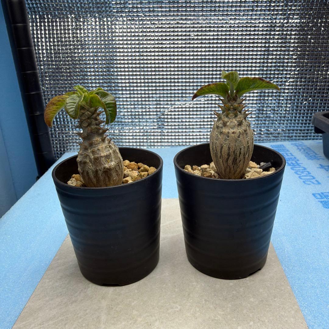 国内実生　パキポディウムウィンゾリー　　検索グラキリス