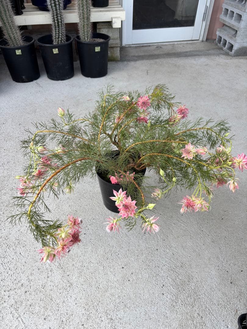 セルリア　プリティーインピンク　8号大株　2