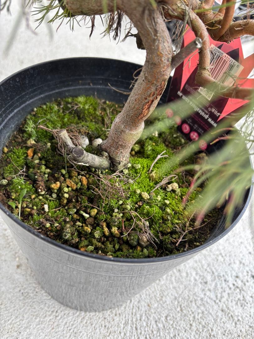 セルリア　プリティーインピンク　8号大株　2