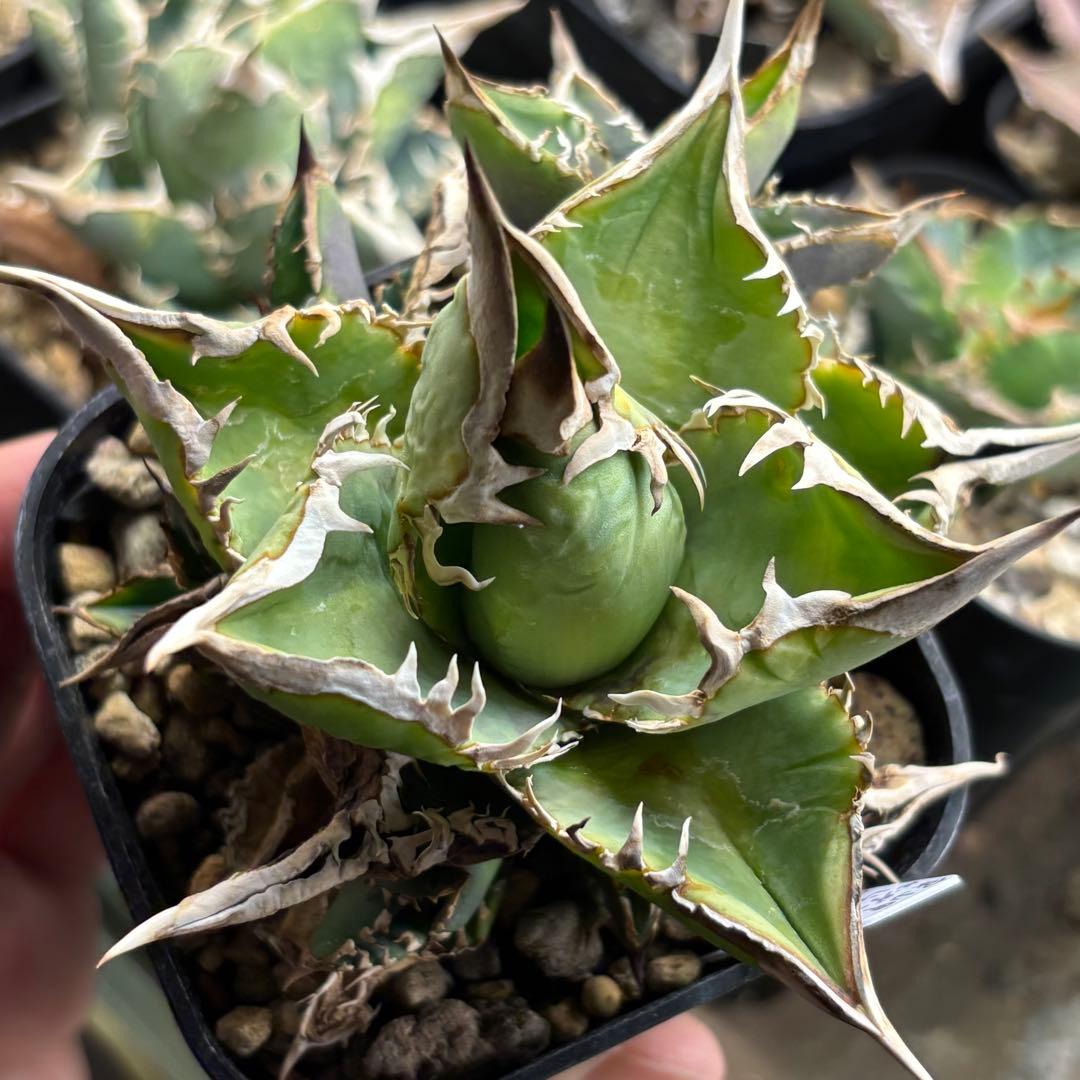 アガベ　穿山甲　子株