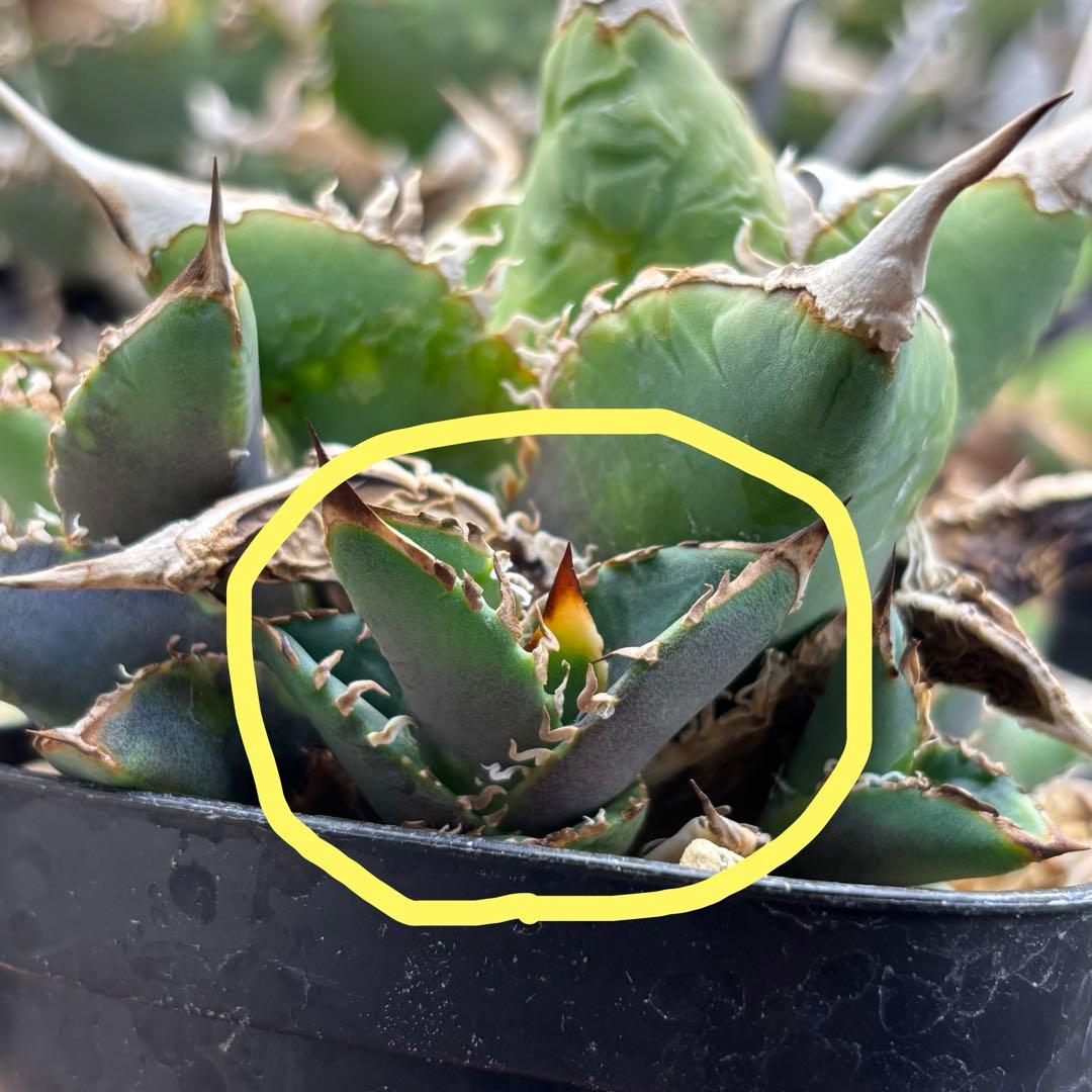 アガベ　穿山甲　子株