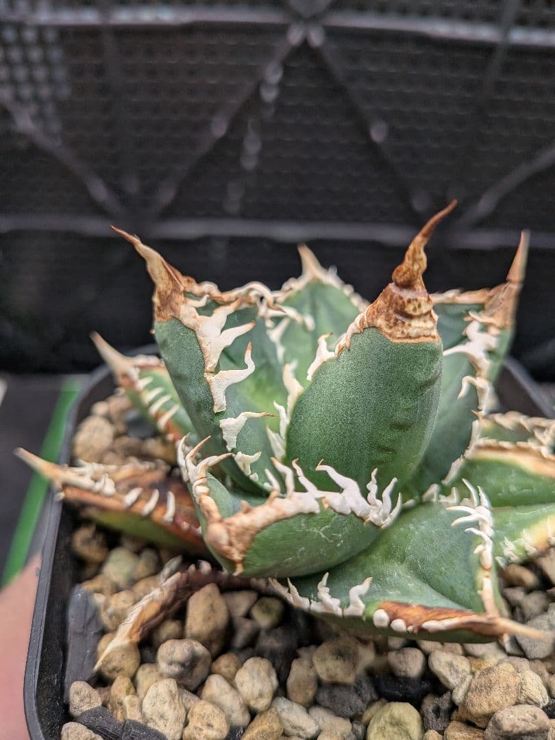 大特価　台湾ゴジラ（5枚目以降）　速達込み　アガベ　チタノタ