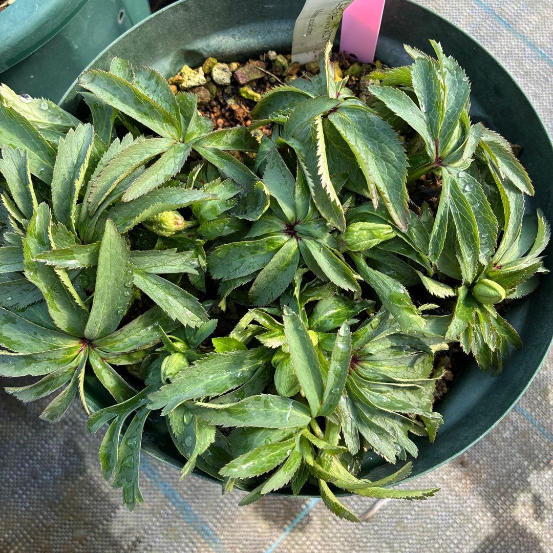 ⑦クリスマスローズ　原種　オキシデンタリス　６寸