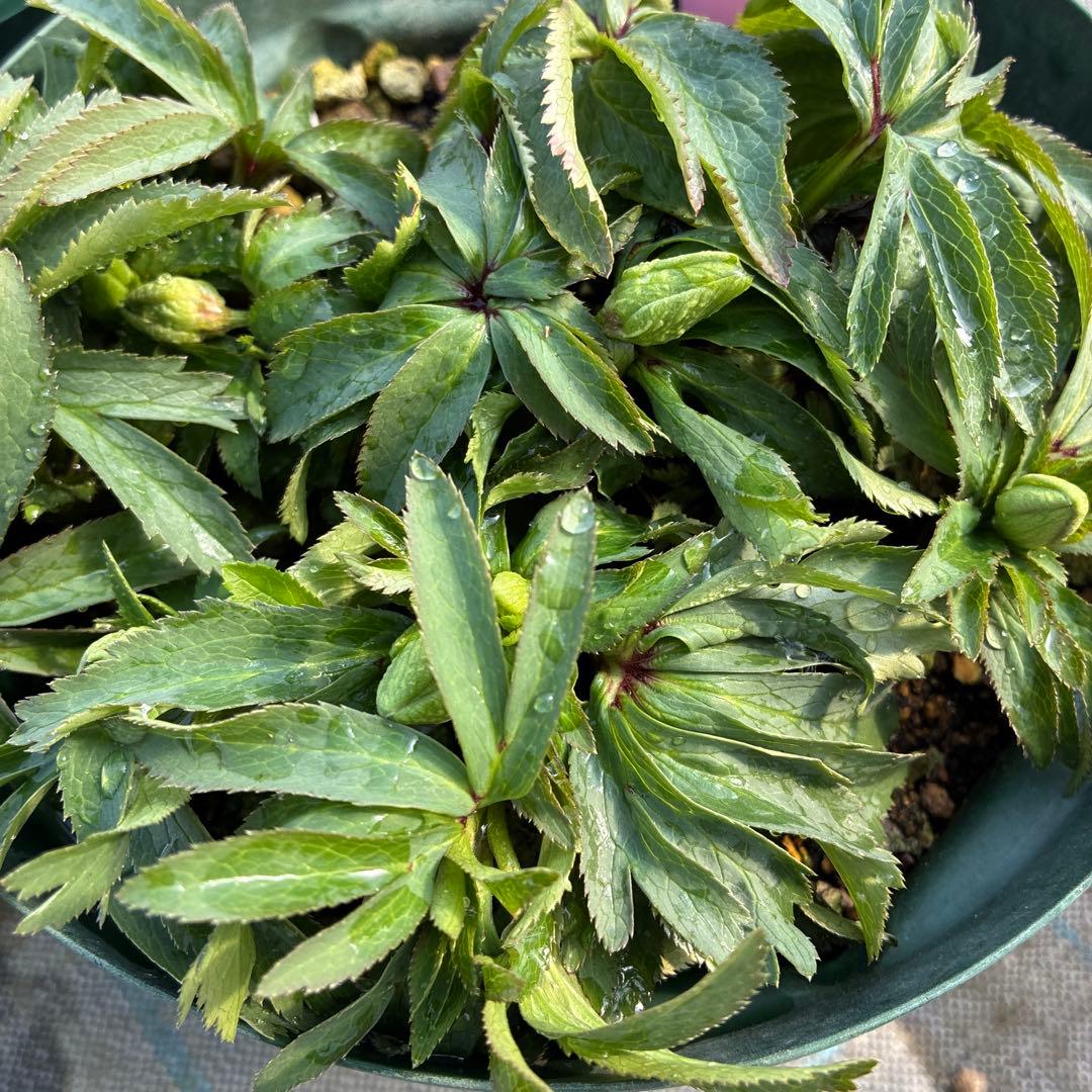 ⑦クリスマスローズ　原種　オキシデンタリス　６寸