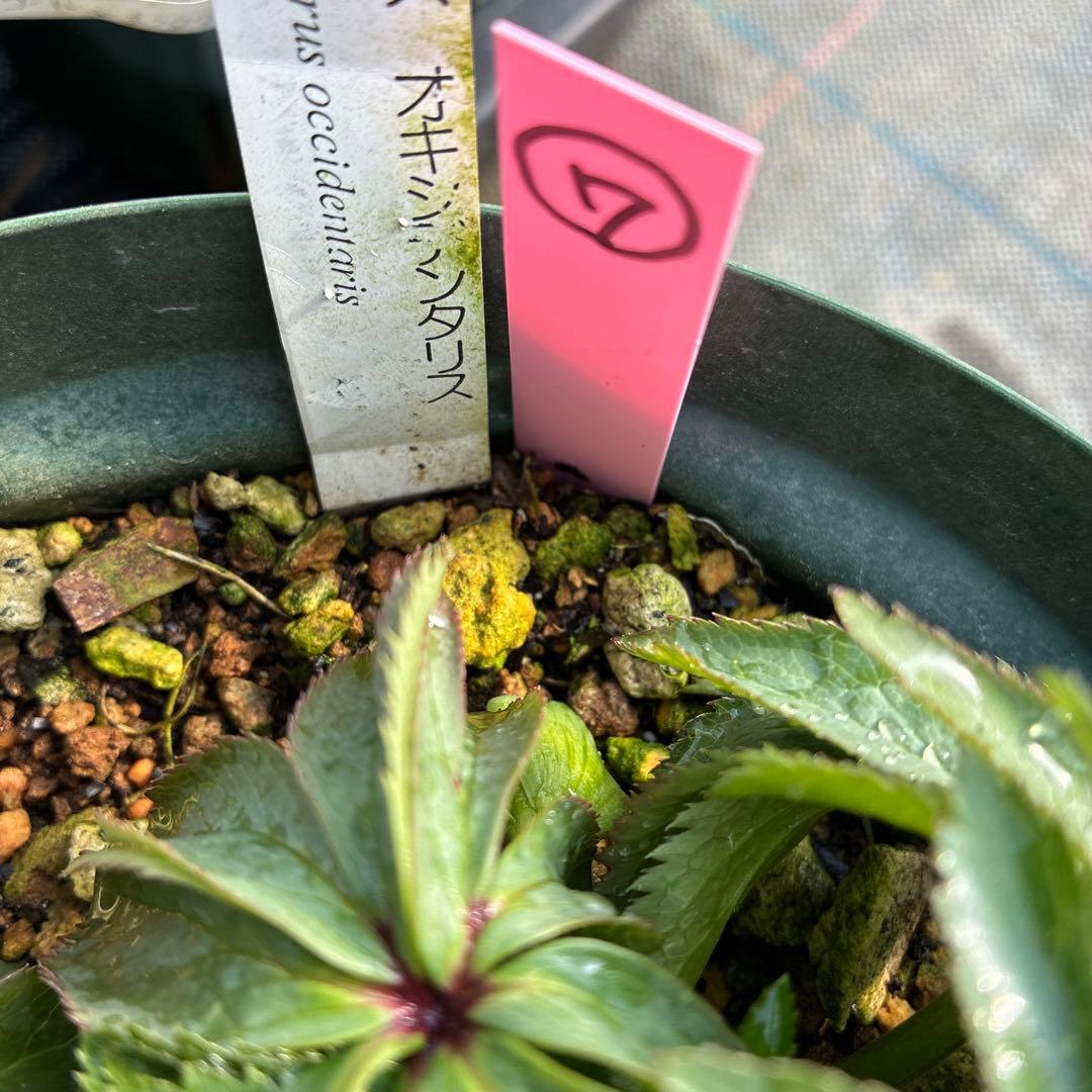 ⑦クリスマスローズ　原種　オキシデンタリス　６寸