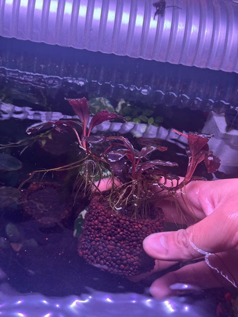 ブセファランドラsp.キングデビル　群生株　特大株