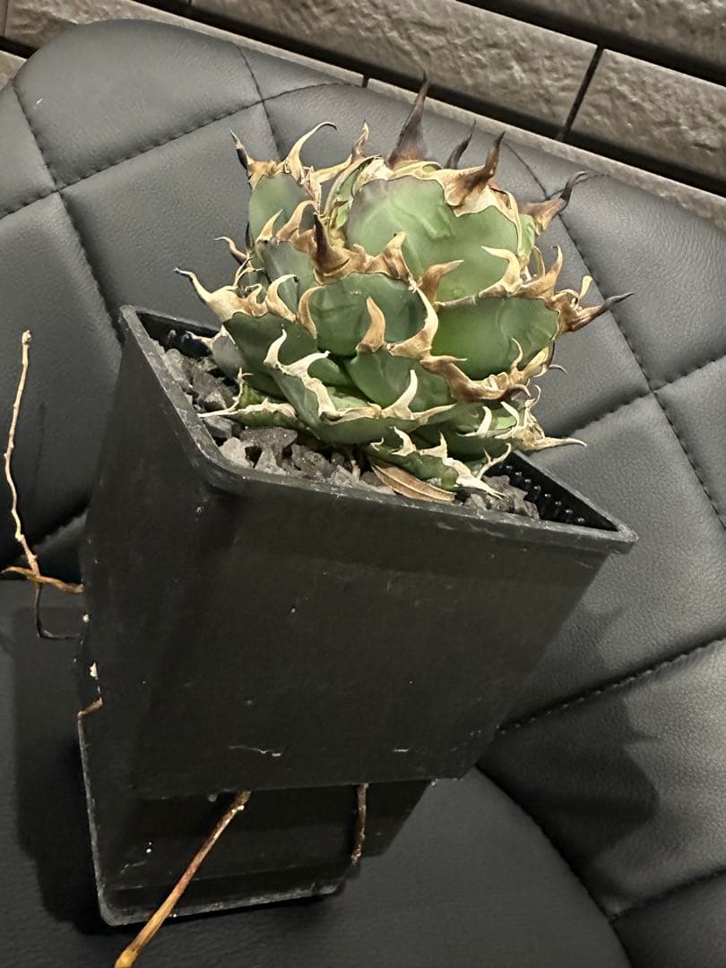 アガベ ハデス 親株 チタノタ