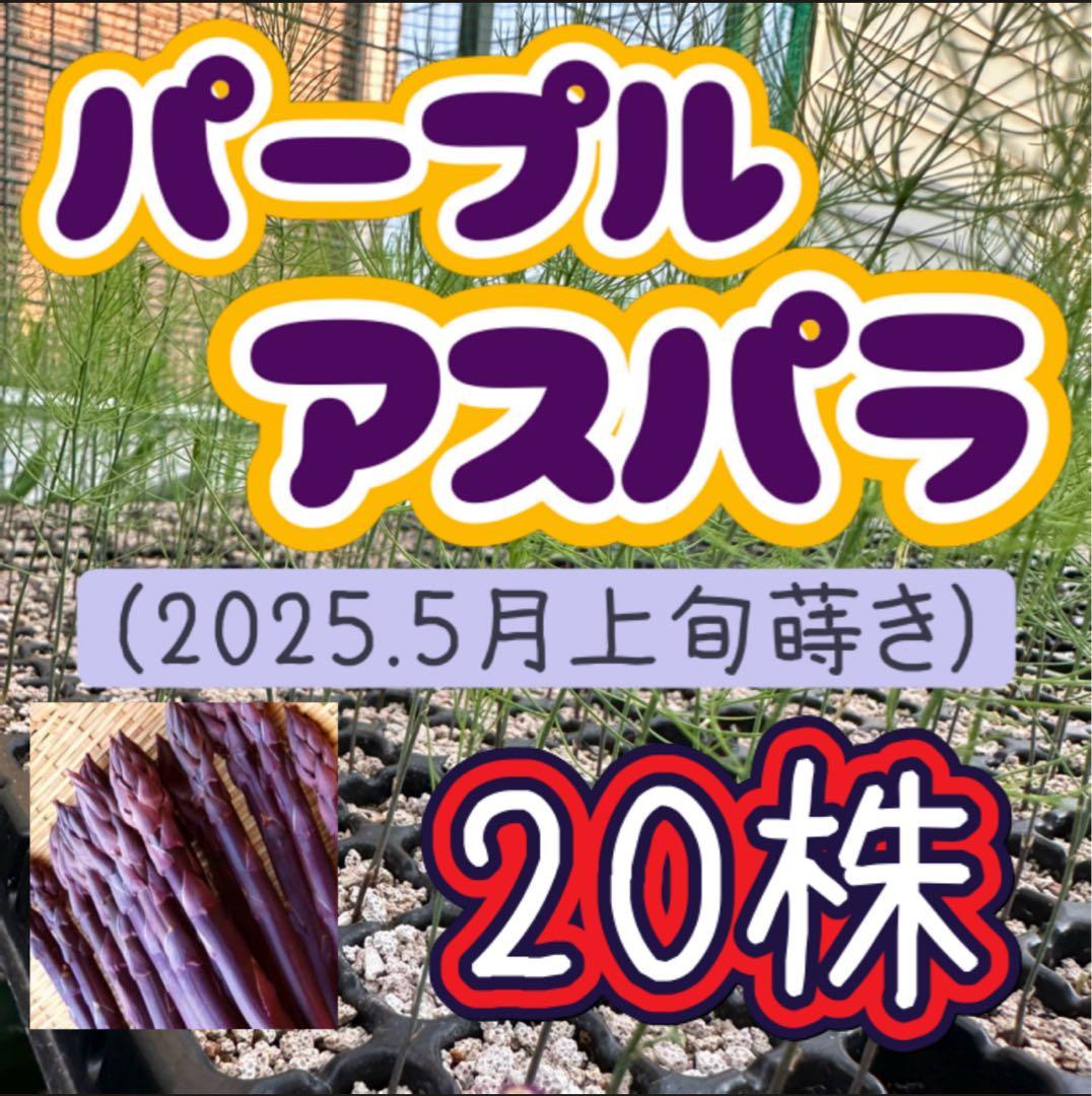 パープルタワー 育苗中農薬不使用 アスパラ