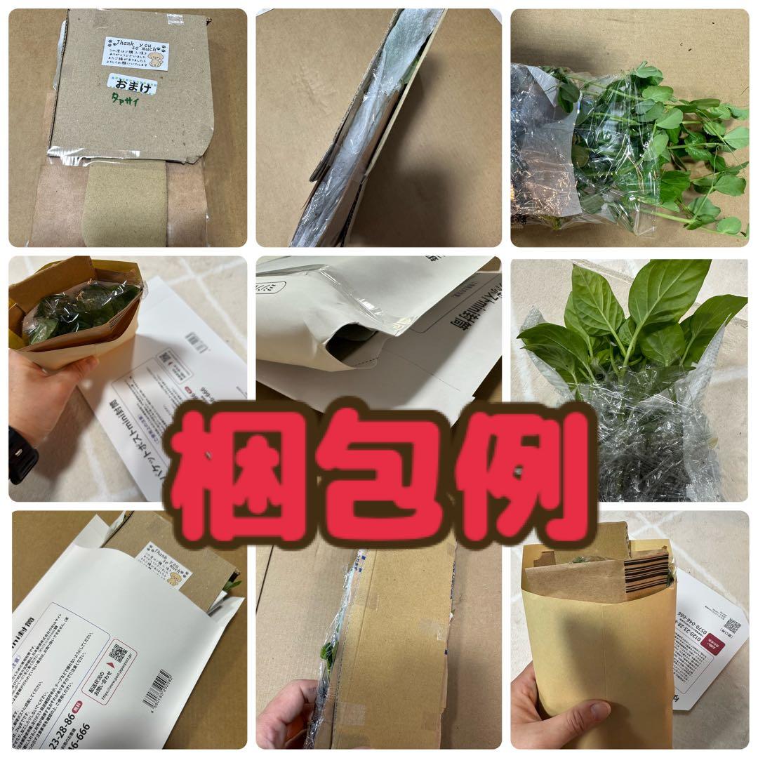 パープルタワー 育苗中農薬不使用 アスパラ