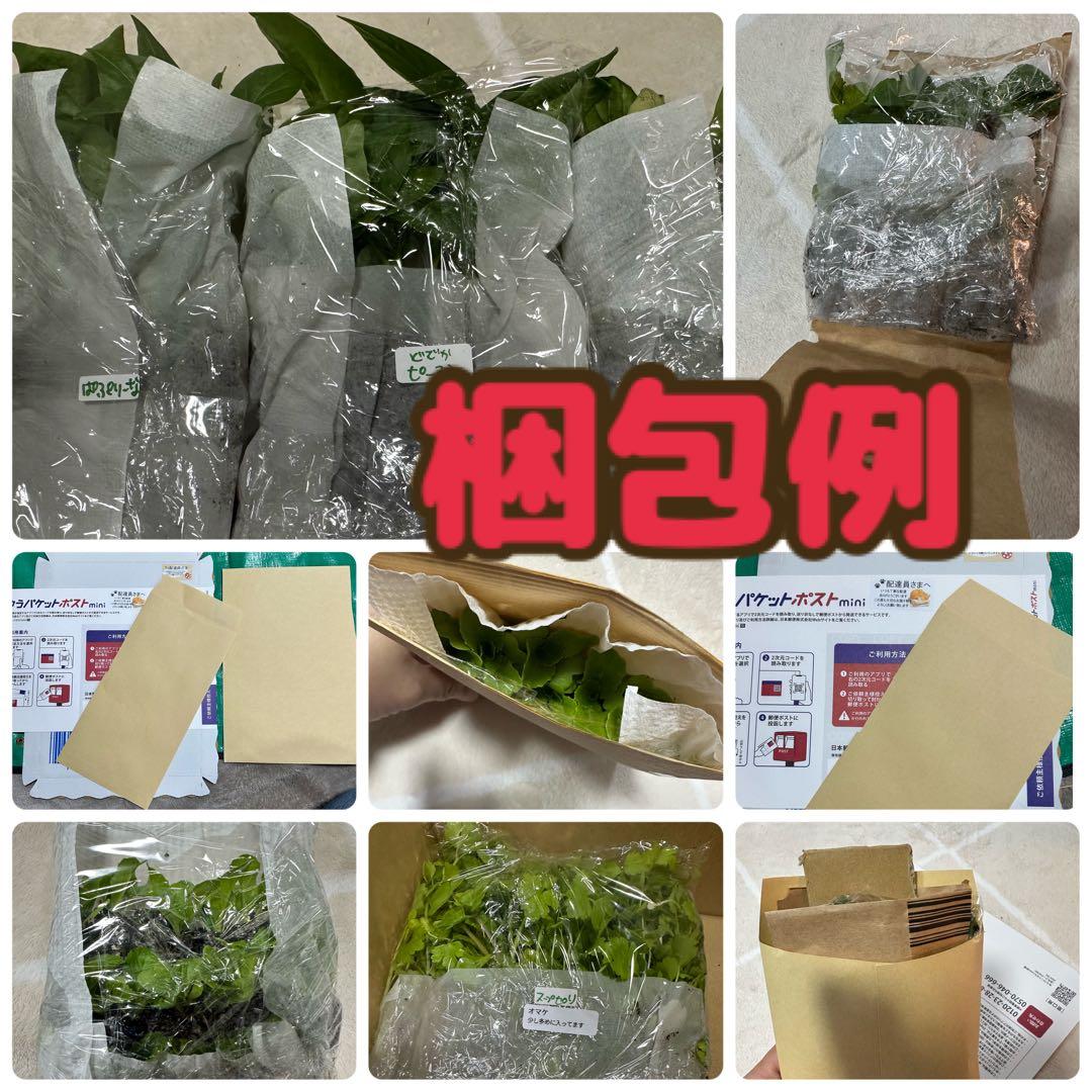 パープルタワー 育苗中農薬不使用 アスパラ