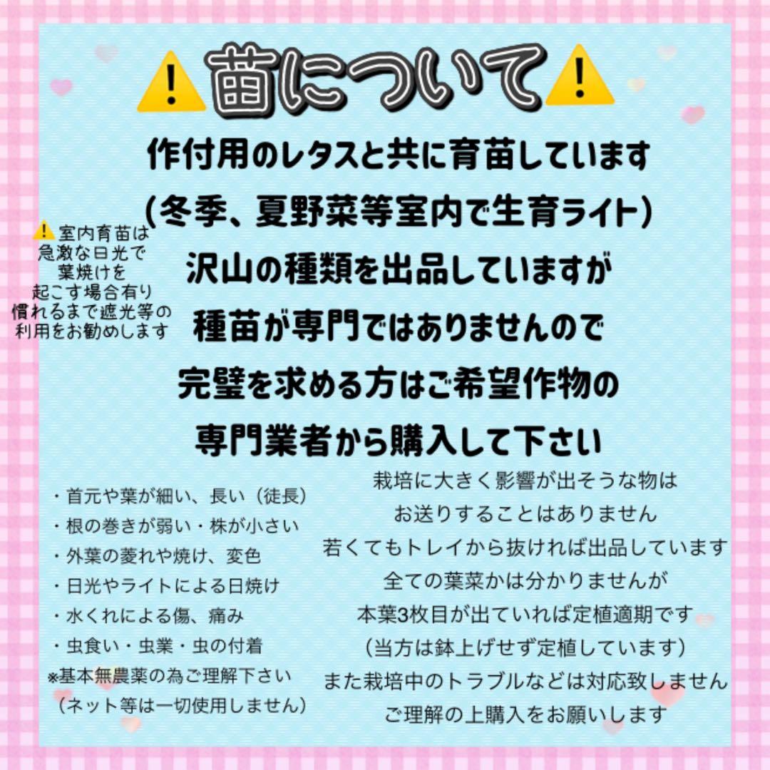 パープルタワー 育苗中農薬不使用 アスパラ
