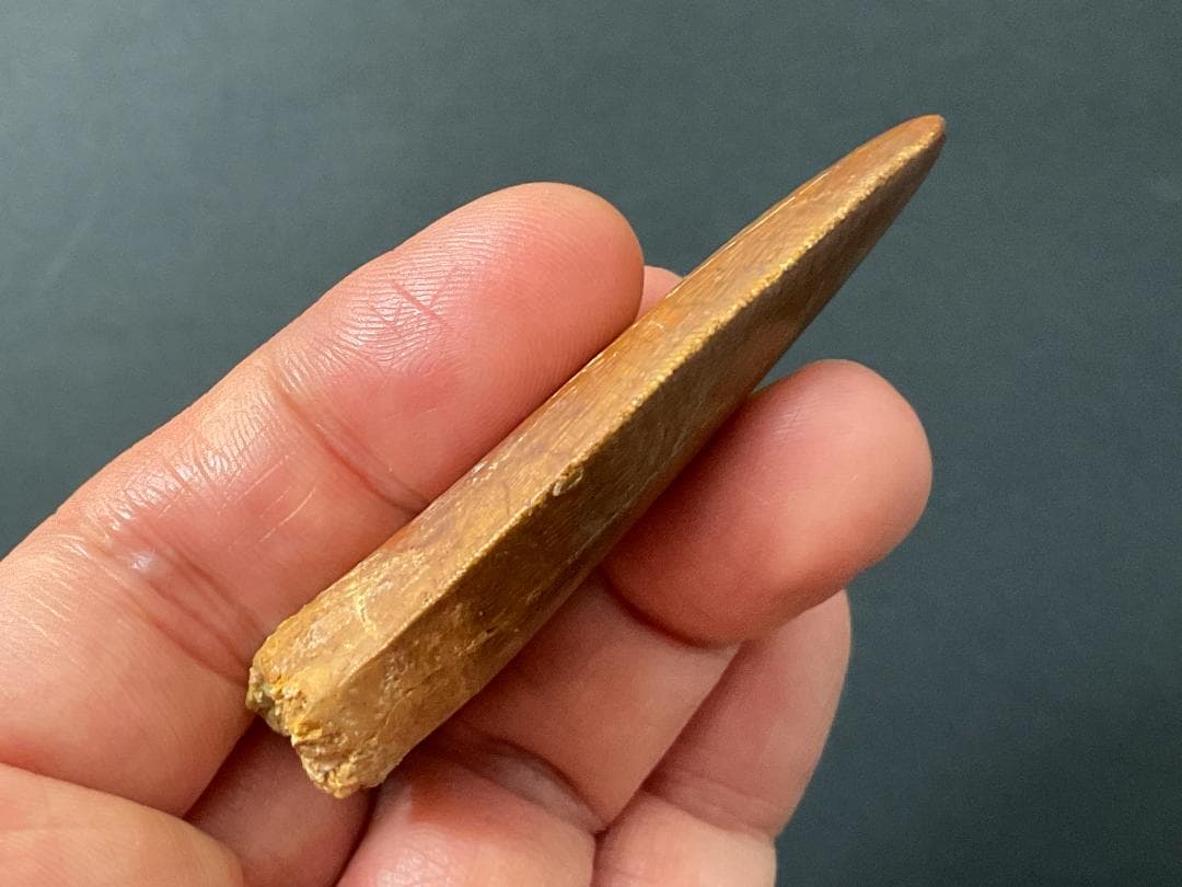 カルカロドントサウルスの歯 [DS364] 化石 恐竜の歯