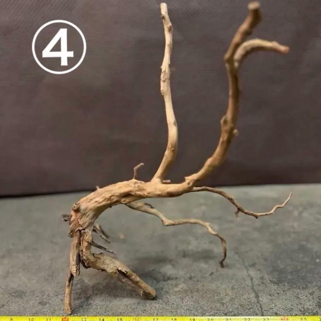 ブランチウッド アクアリウム＆テラリウム流木5本組SET(オマケ流木3本付き)