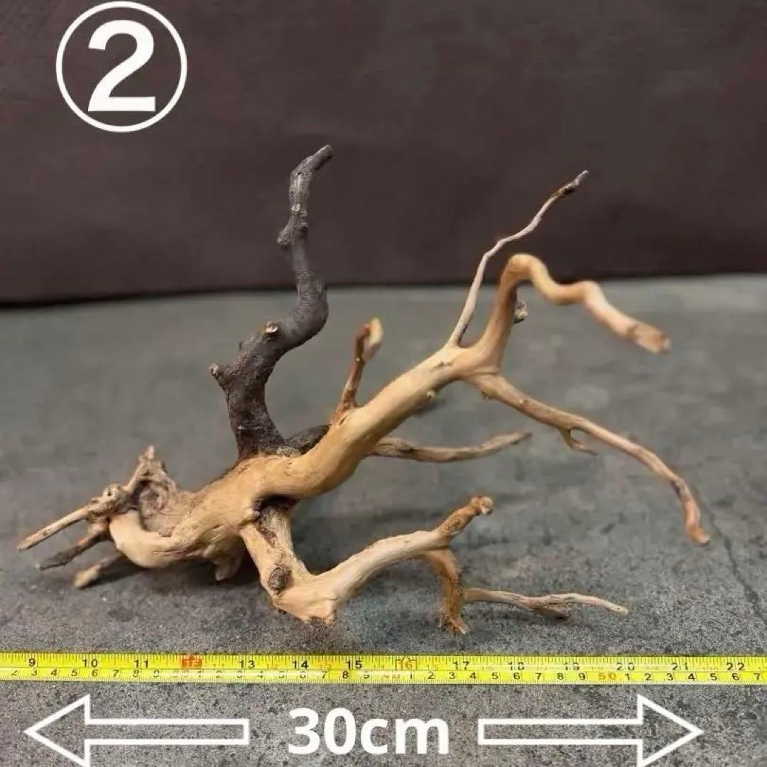 ブランチウッド アクアリウム＆テラリウム流木5本組SET(オマケ流木3本付き)