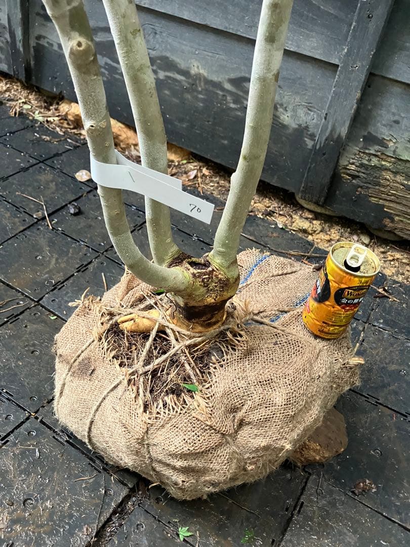 70 山採り　アオダモ