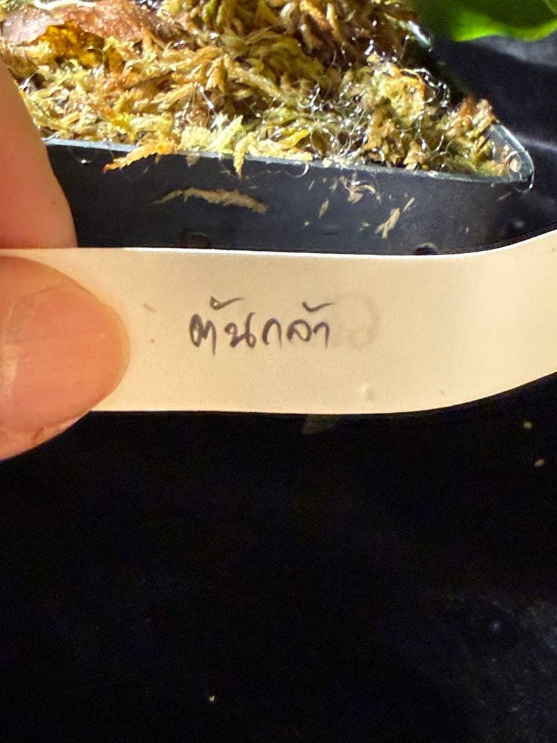 【byトンクラさん】P.Bangpung 子株　タイ輸入株