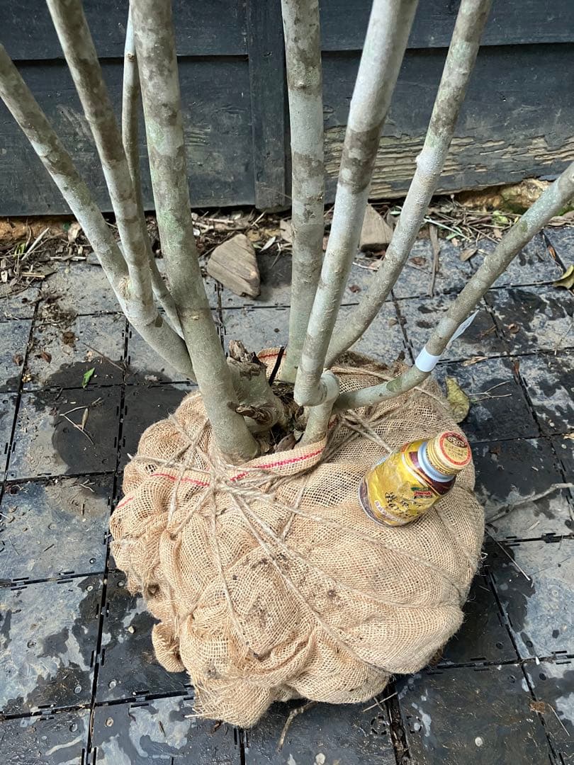 23 山採り　アオダモ