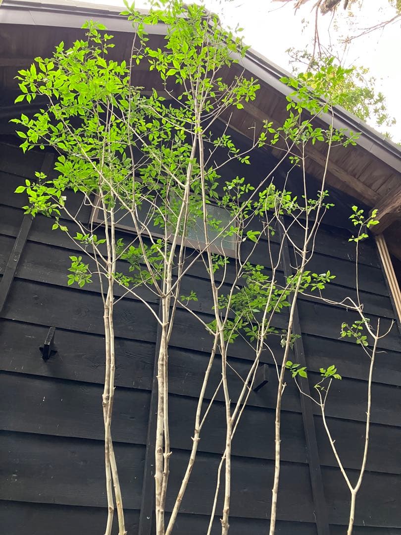 23 山採り　アオダモ