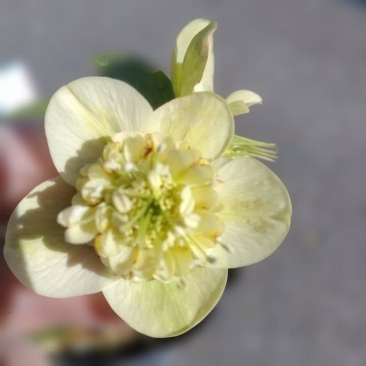 加藤農園。モーリー。セミダブル多弁クリスマスローズ