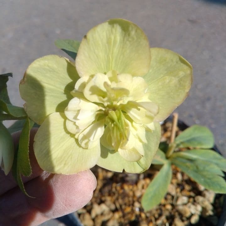 加藤農園。モーリー。セミダブル多弁クリスマスローズ