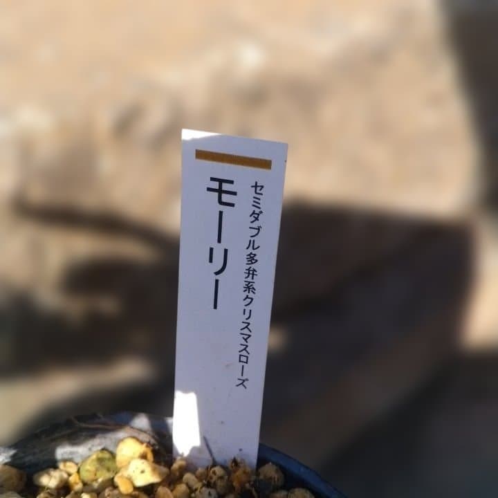 加藤農園。モーリー。セミダブル多弁クリスマスローズ