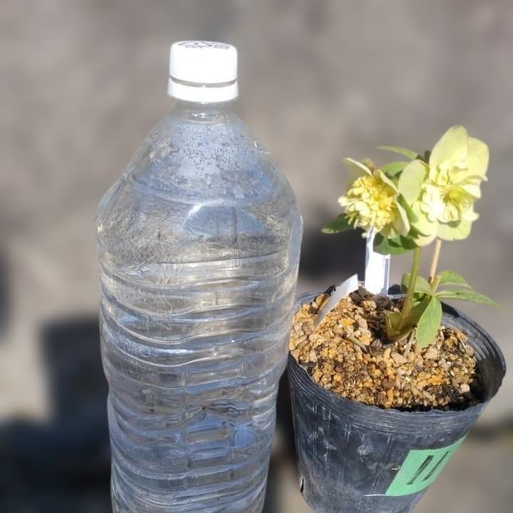 加藤農園。モーリー。セミダブル多弁クリスマスローズ