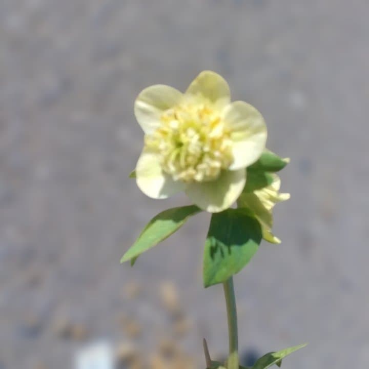 加藤農園。モーリー。セミダブル多弁クリスマスローズ