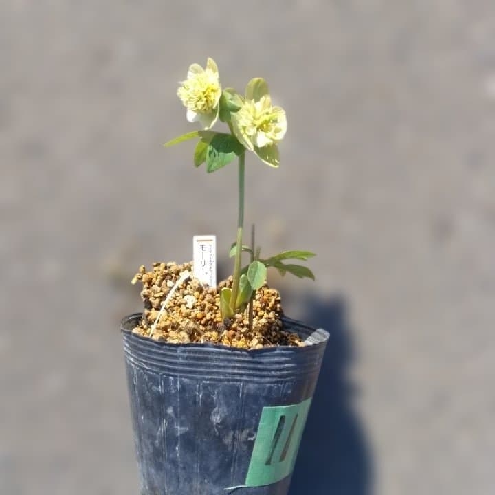 加藤農園。モーリー。セミダブル多弁クリスマスローズ