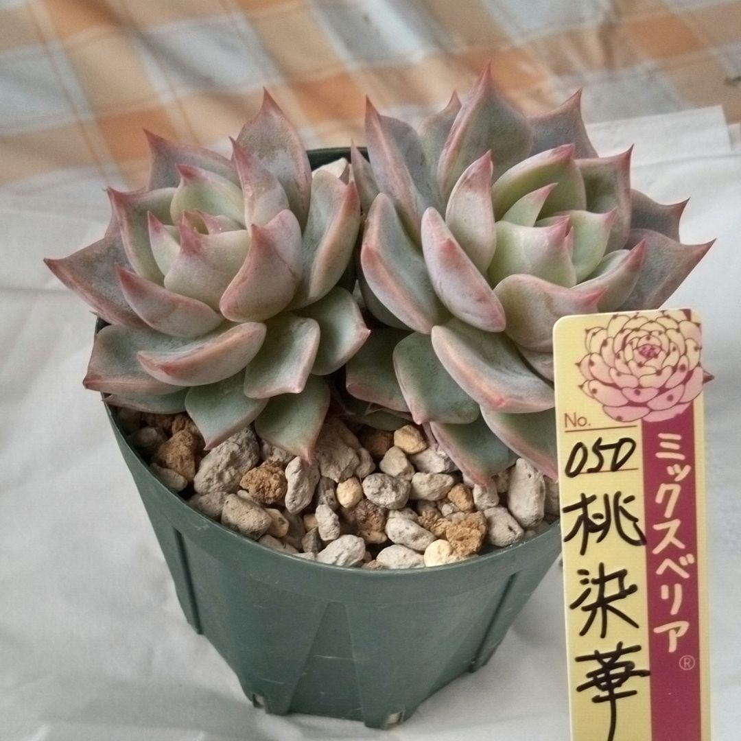 桃染華（札付き）ミックスベリア　おらいさん　多肉