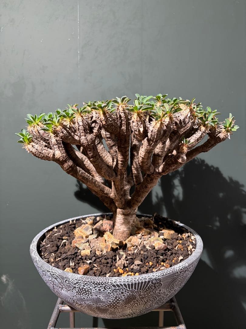 ユーフォルビア ギラウミニアナ 良型 大株 現地球 発根済み