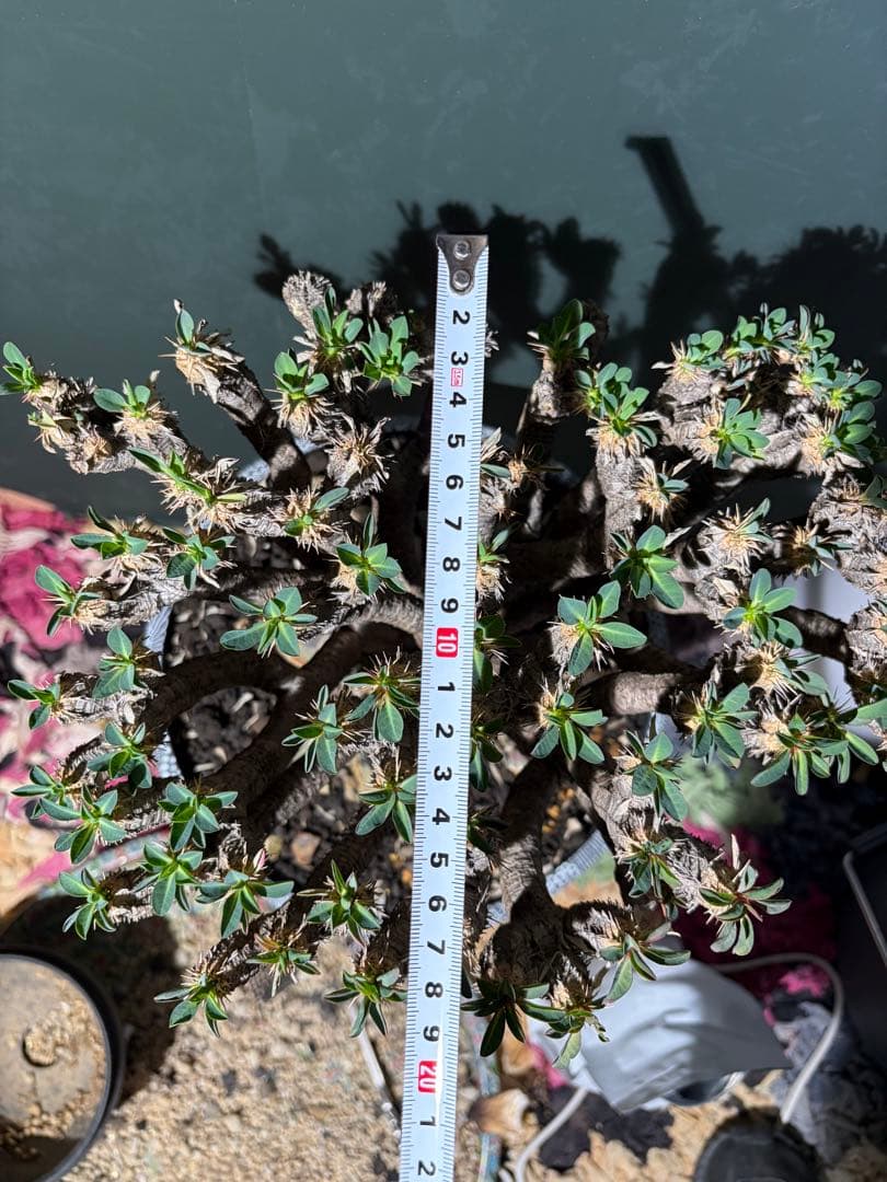 ユーフォルビア ギラウミニアナ 良型 大株 現地球 発根済み