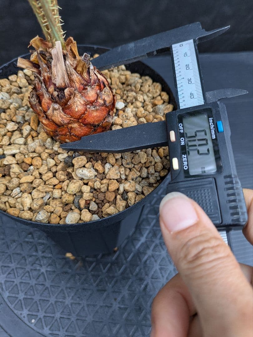 8 サイカス カイルンシアナ 赤肌 幹5センチ オススメ