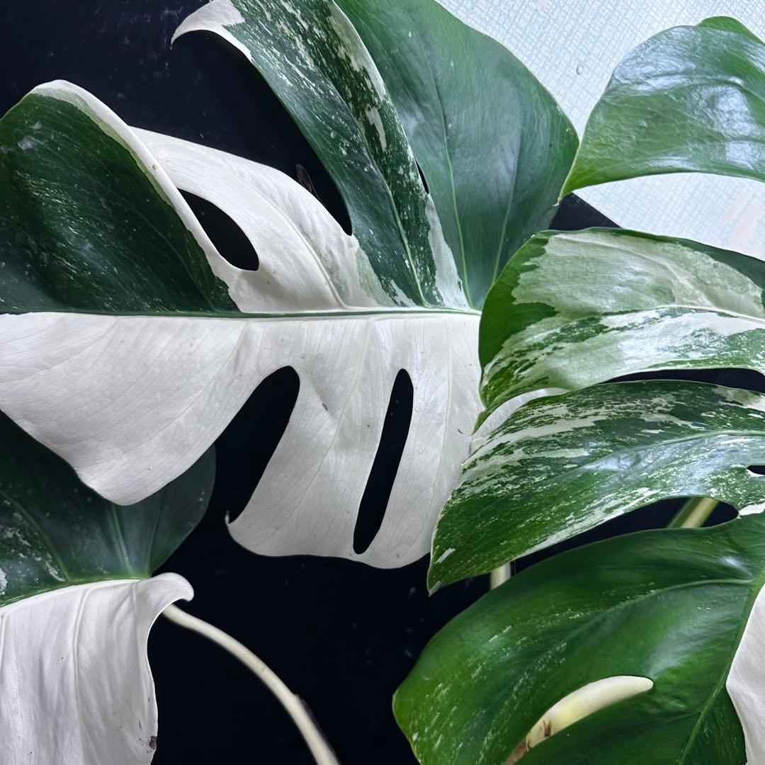 モンステラ斑入りハーフムーンホワイトタイガー極美斑入り　　 72cm