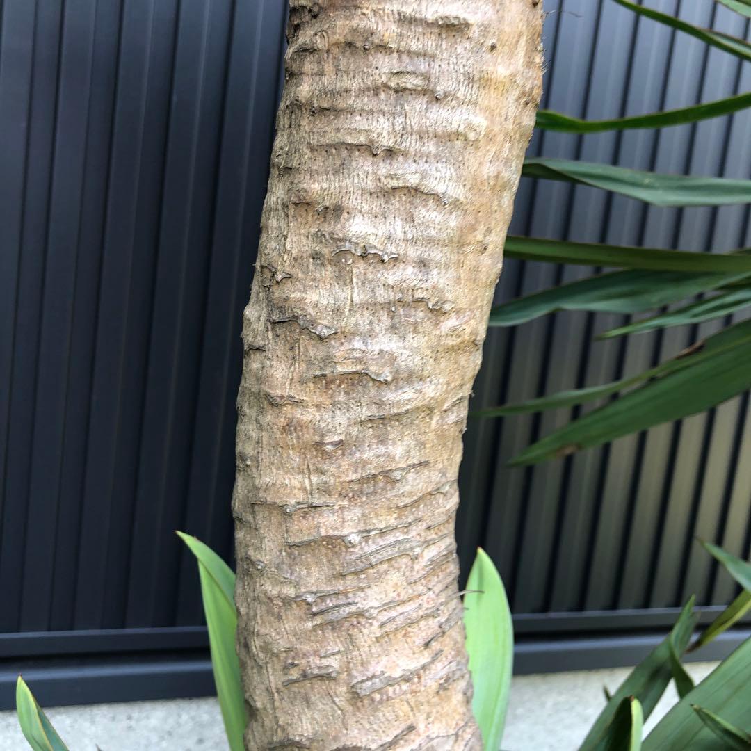 スパニッシュ・ダガー　Spanish Dagger