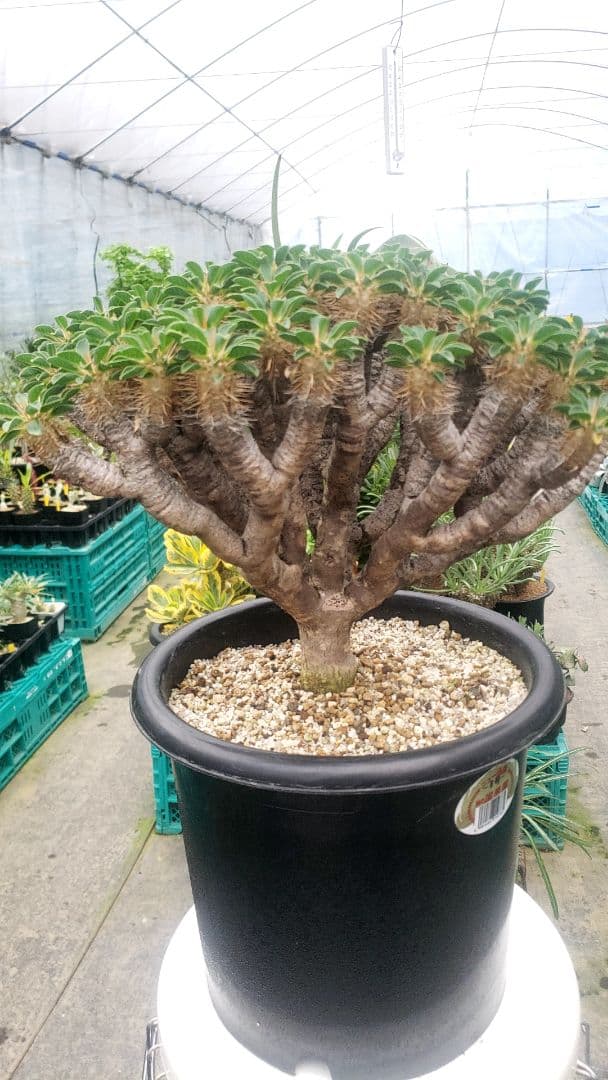 ユーフォルビア　ギラウミニアナ現地大株