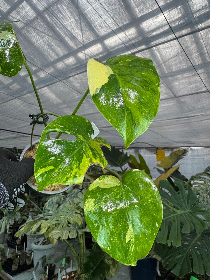 2モンステラ　タイコンステレーション　ミラクル　斑入り