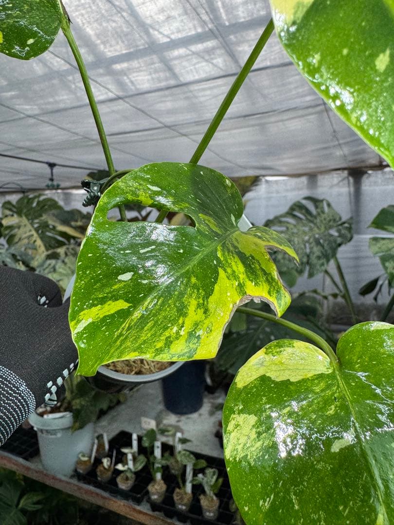 2モンステラ　タイコンステレーション　ミラクル　斑入り