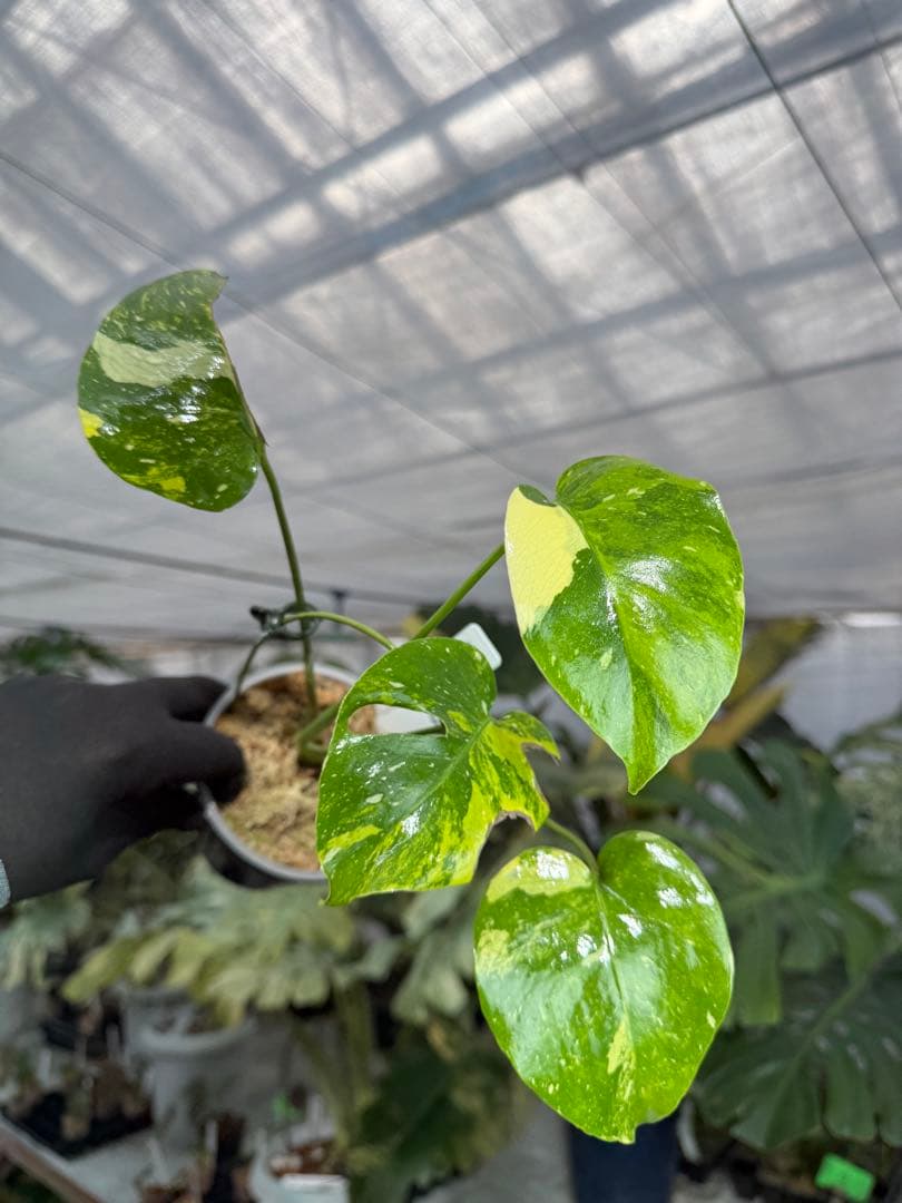 2モンステラ　タイコンステレーション　ミラクル　斑入り