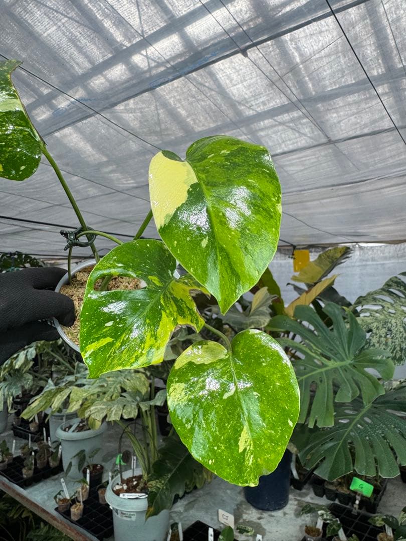 2モンステラ　タイコンステレーション　ミラクル　斑入り