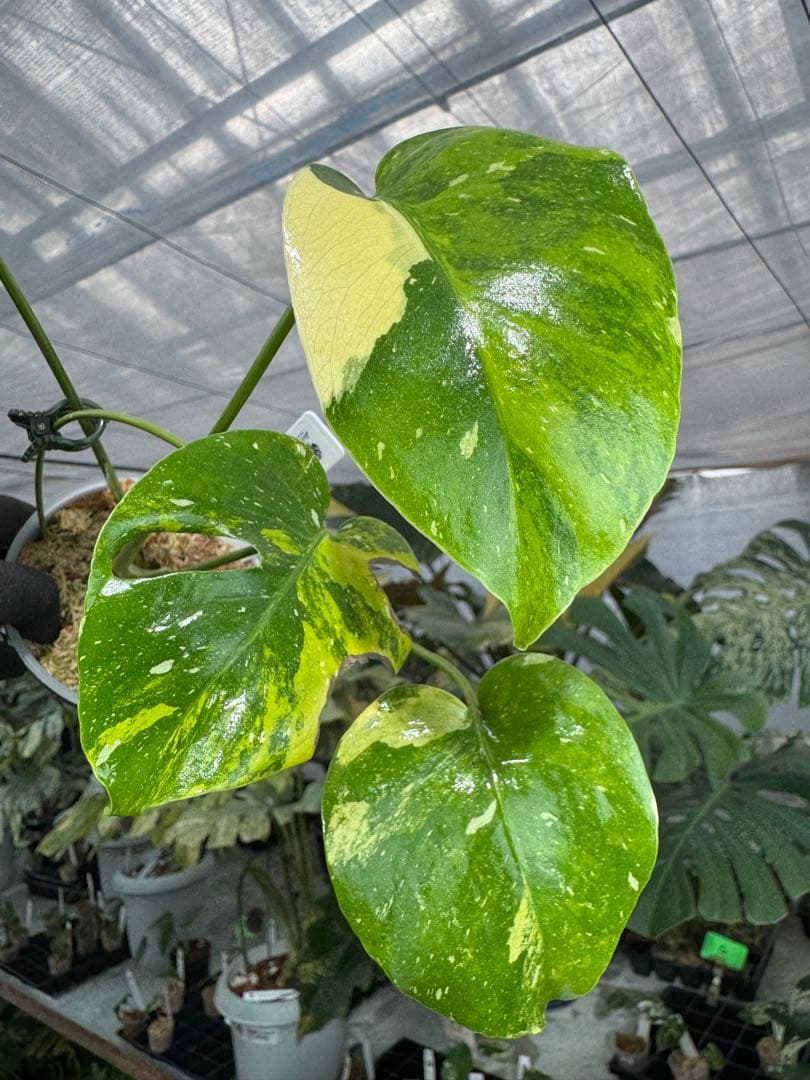 2モンステラ　タイコンステレーション　ミラクル　斑入り