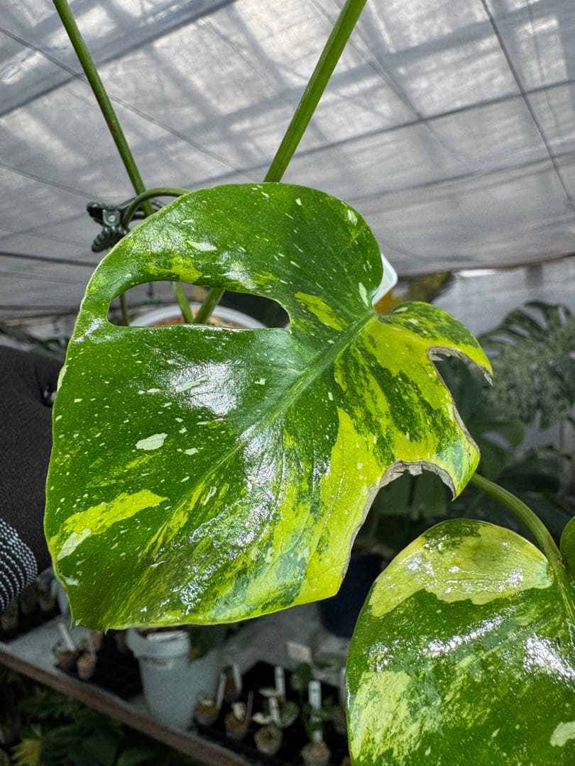 2モンステラ　タイコンステレーション　ミラクル　斑入り