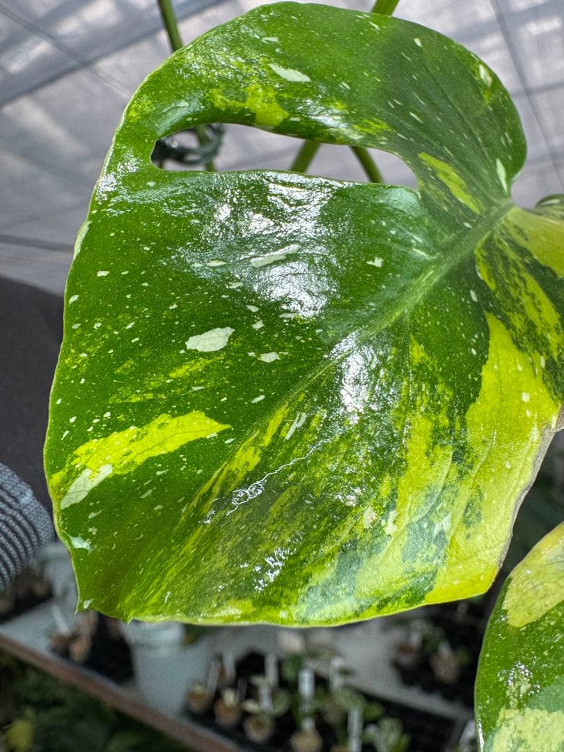 2モンステラ　タイコンステレーション　ミラクル　斑入り