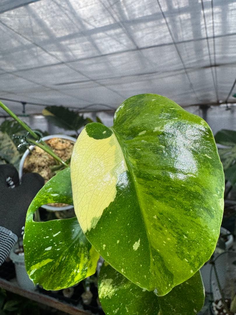 2モンステラ　タイコンステレーション　ミラクル　斑入り